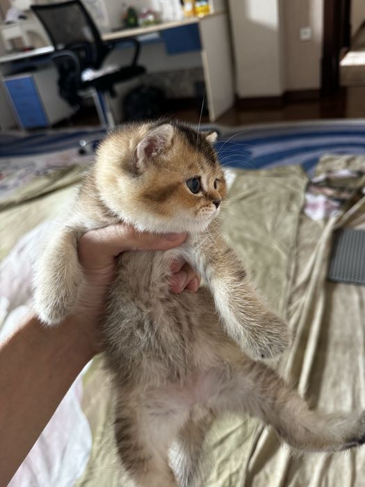 Котенок шиншила