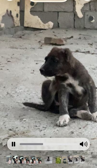 Алабай күшіктер сатылады Линясы бар