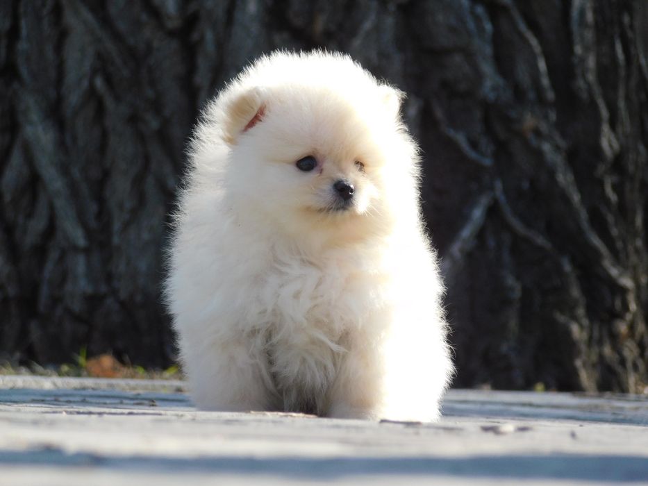 Щенки мини Шпица