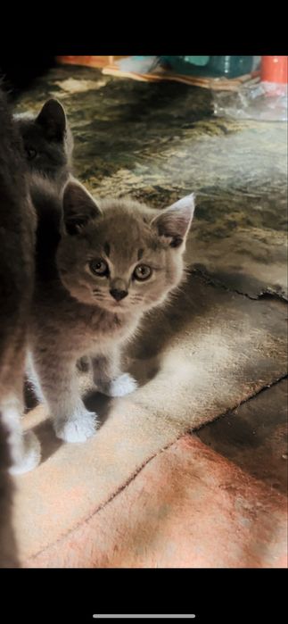 scotich fold britanskii toza zod