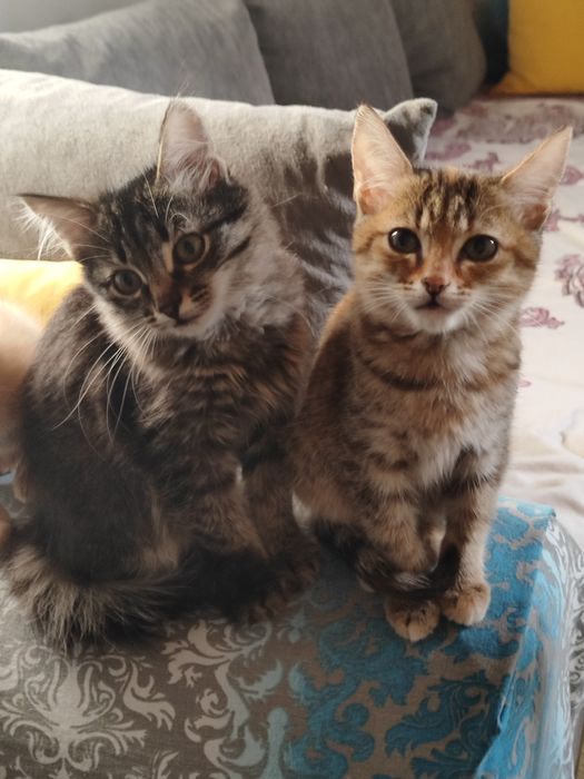 Милая котята ищут дом
