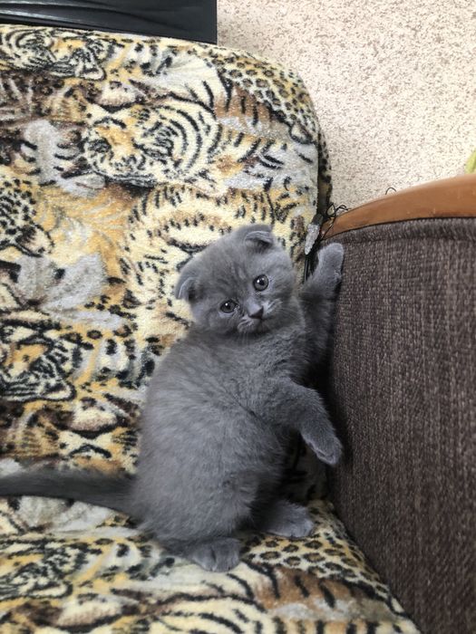 Котята в добрые руки.