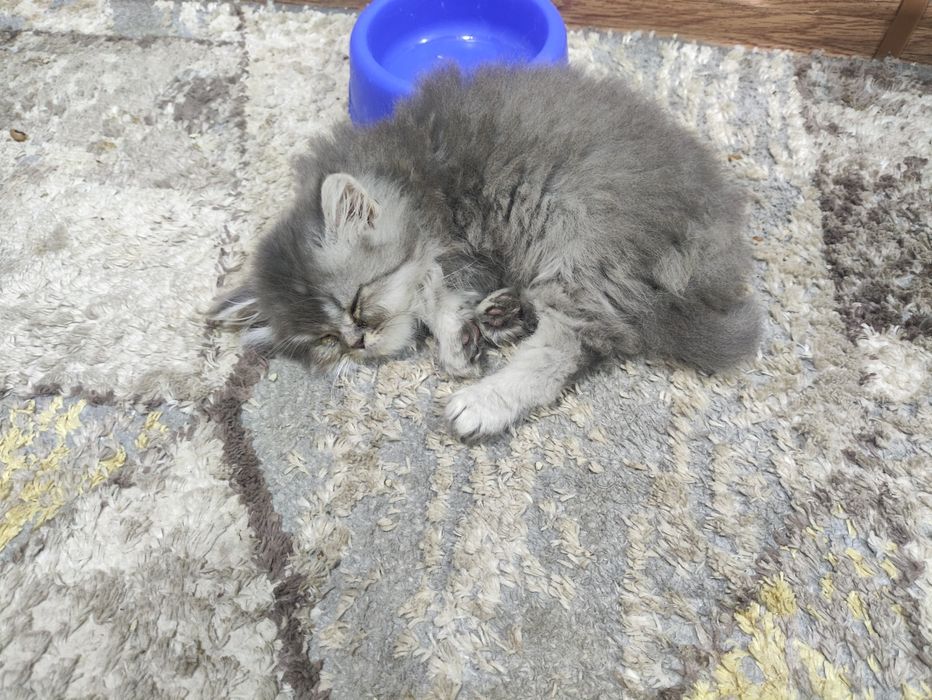 Британский+Шотландский котята (кошка) 2 месяц