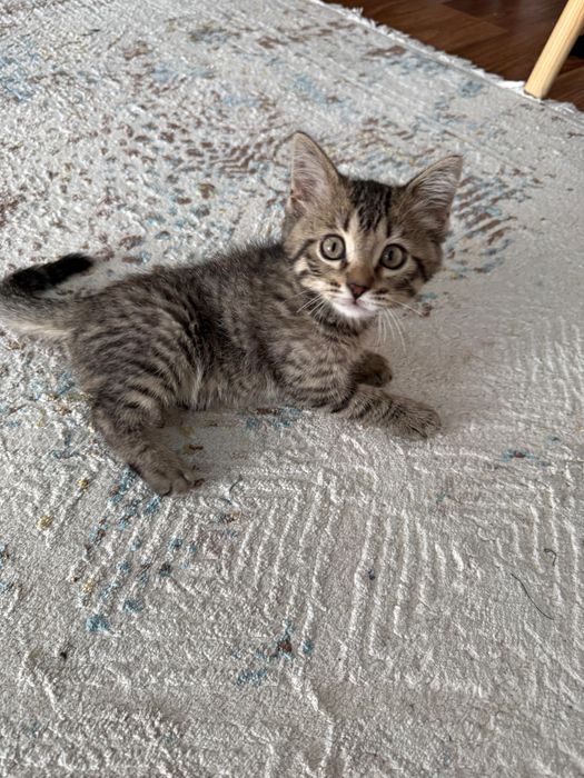 Срочно продам котенка