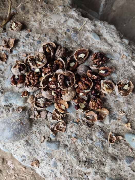 Продается грецкий орех,