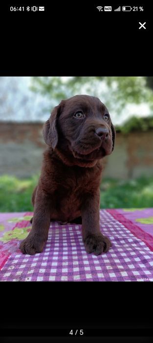 Labrador ciocolatiu