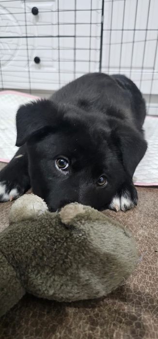 Отдам в очень хорошие руки