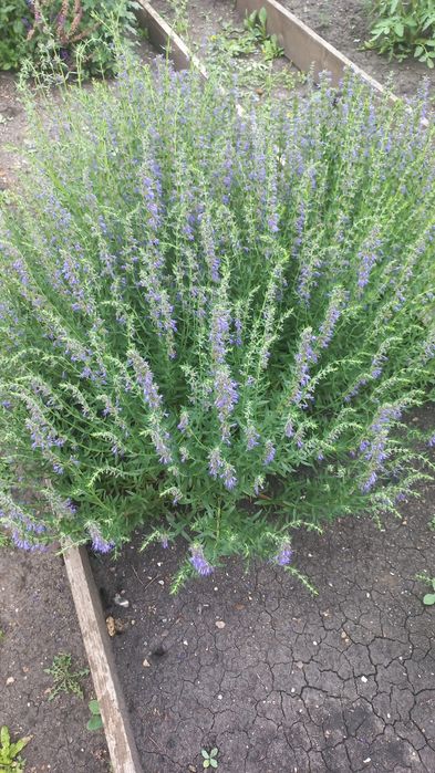 Продам саженцы Котовника