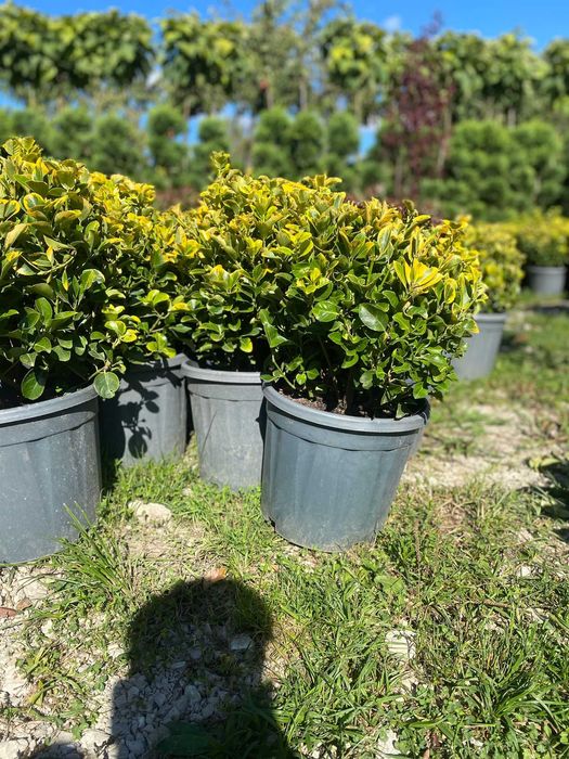 Plante pentru Amenajari Gradina