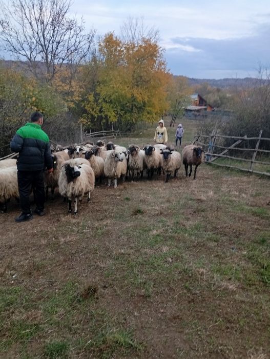 Vând turmă de oi