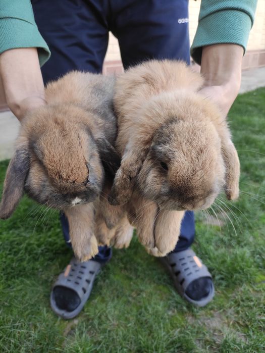 Кролики карлики породы "баран" по 350 тыс.