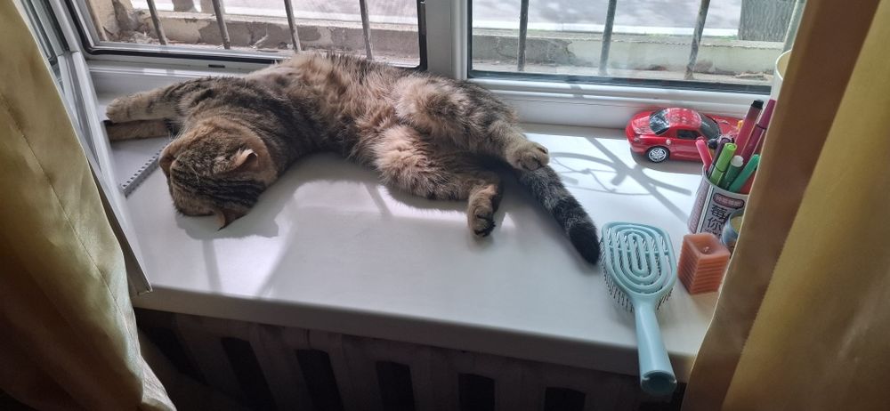 Кот пропал. Вознаграждение