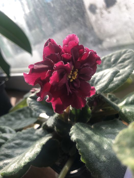 Фиалки сортовые,  молодые 300 тг. Район цемпоселка ……………..