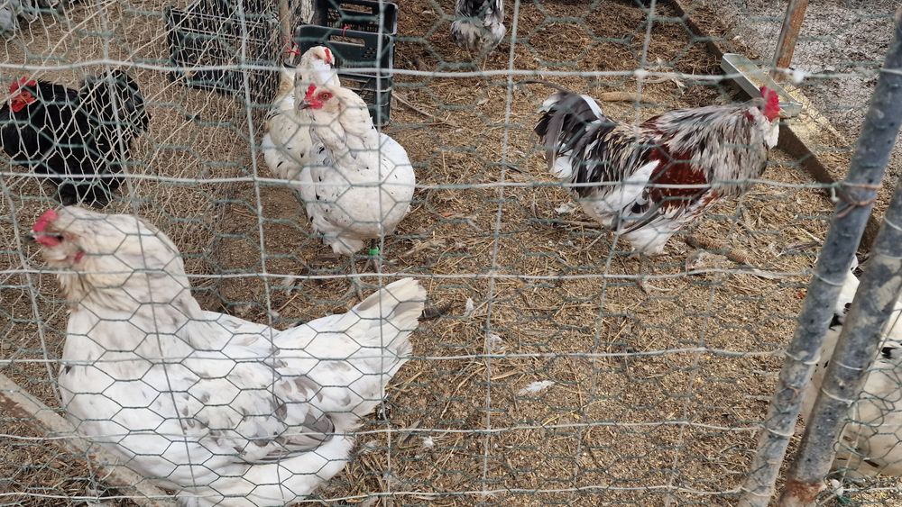Oua verzi Ameraucana
