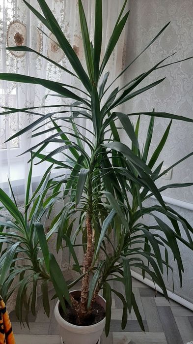 Пальма Юкка 10-летняя
