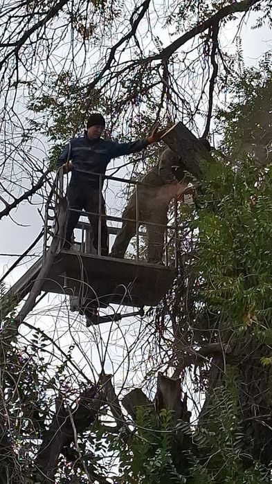 Спил дерево и обрезка плодовых деревьев