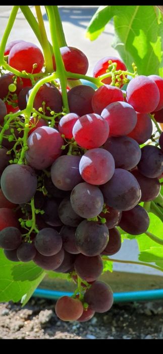 Виноградные саженцы