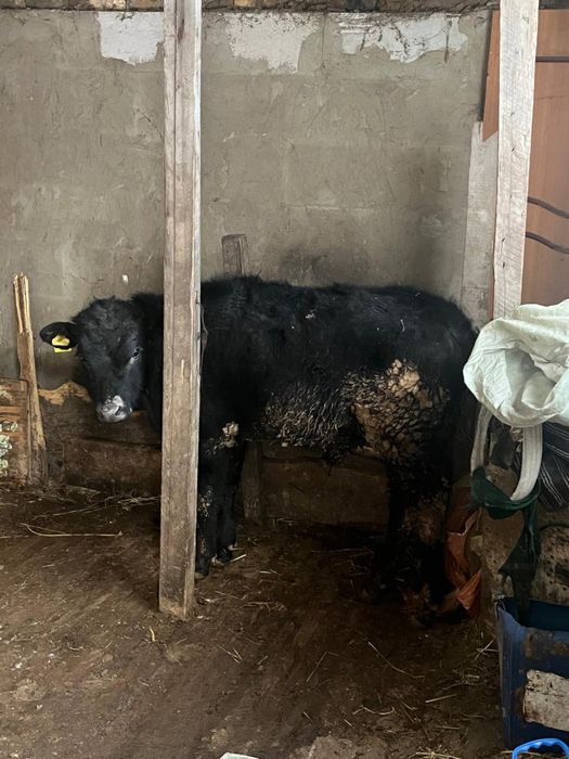 ПРОДАЮТСЯ!! Бычки крупные!