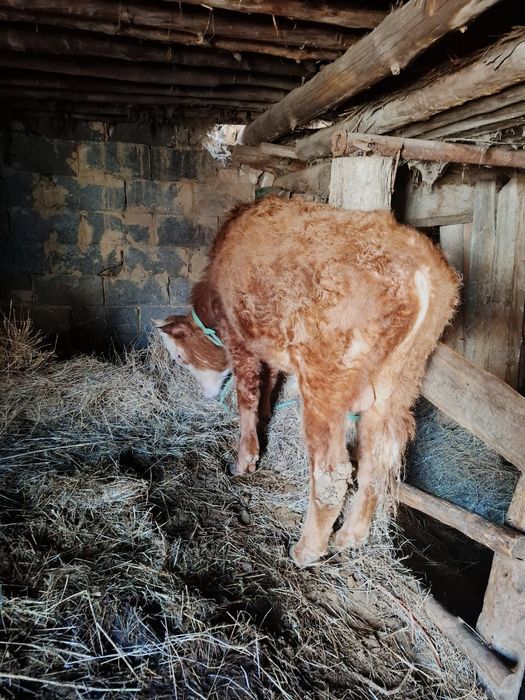 Продам 2 головки бычков