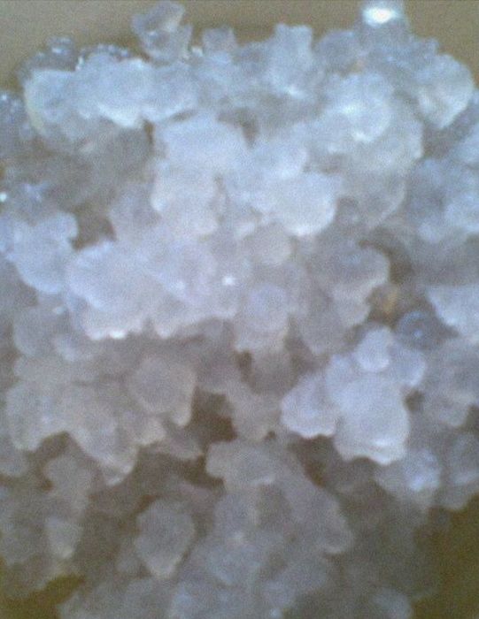 Ciupercă Japoneză Chefir de apă