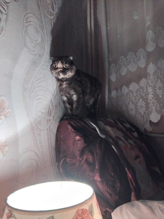 Шотландска клепоуха