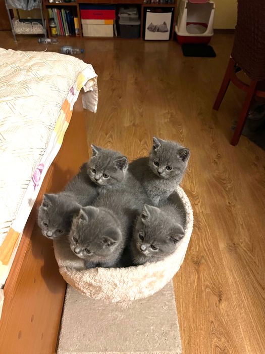 Британски котета