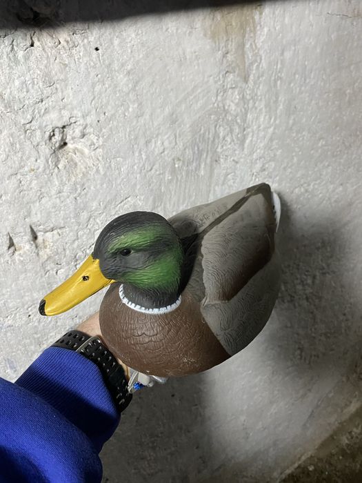 Продам чучела уток.