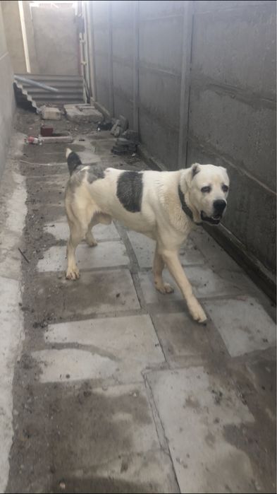 Вязка. Кабель 1,7 месяц.