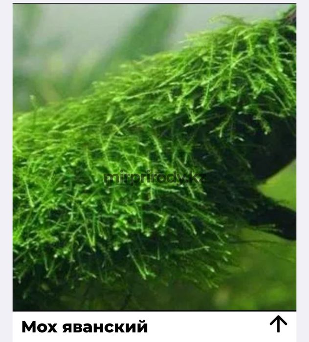 Растения для акварюма