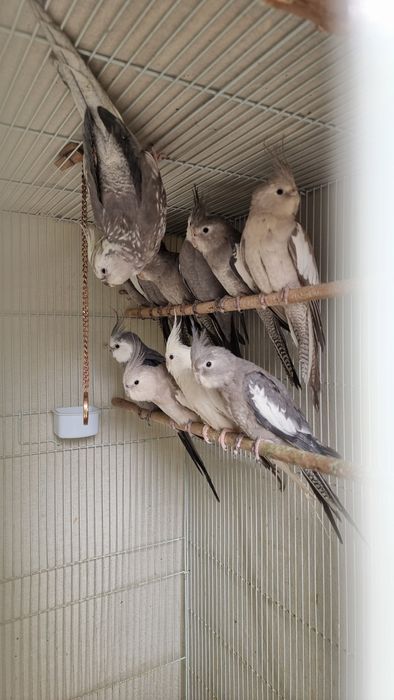 Qushlar Sotiladi/Продаются попугаи