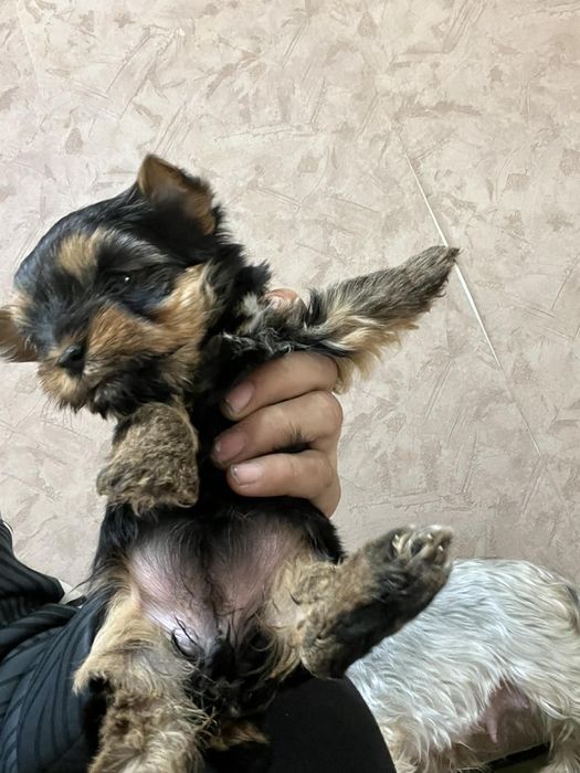 Йоркширски териер