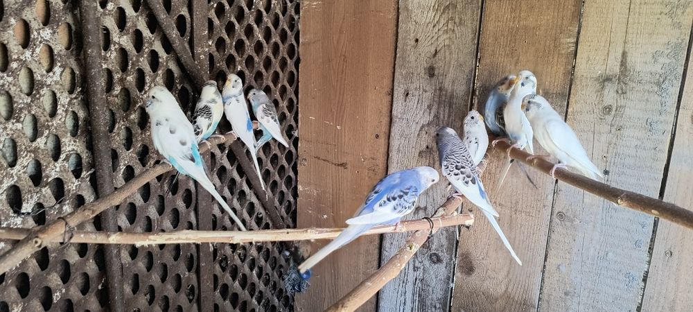 Vând papagali peruși tineret la 35 lei bucata
