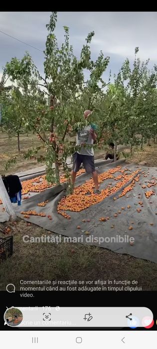 Vand caise pentru tuica
