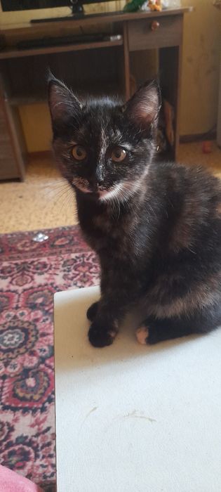 Отдам котёнка добрым любящим животных людям