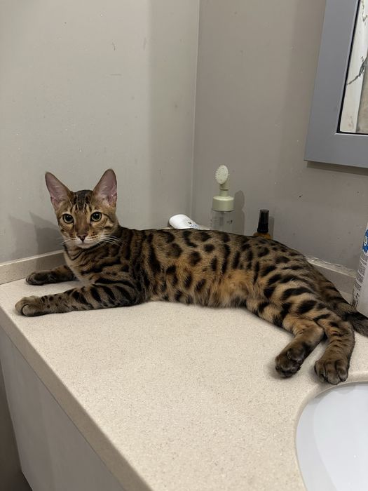 Котик бенгальский бесплатно (только в квартиру)