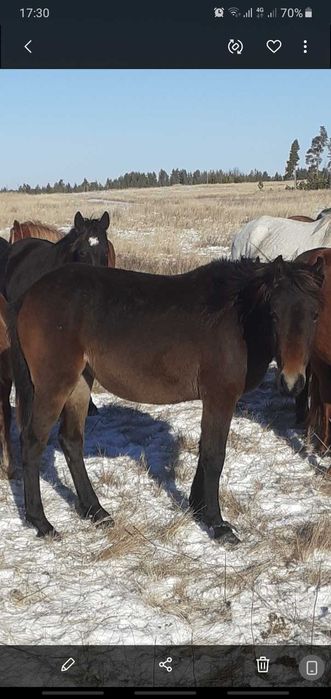 Продам лошадей тайчиков