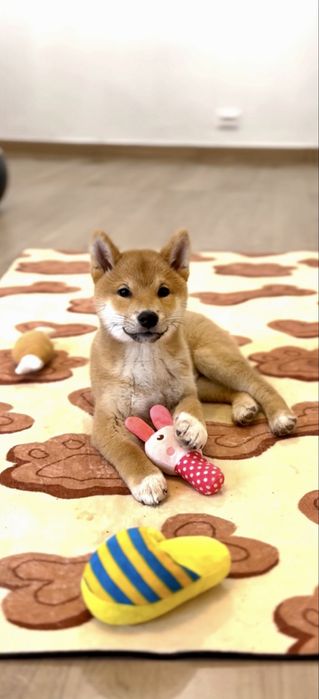 Baietel Shiba Inu deosebit