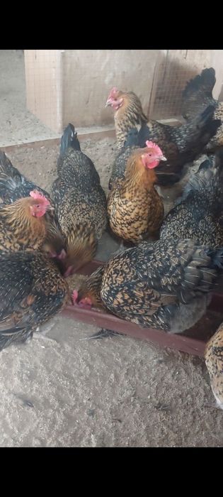 Инкубационное яйцо