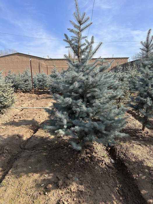 Ель голубая ko'k archalar sotiladi