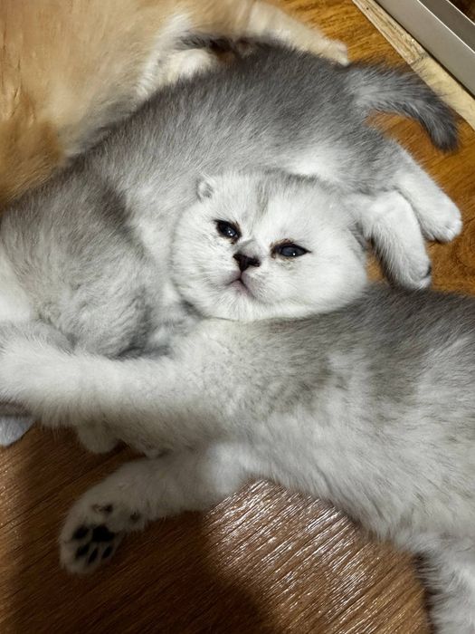Элитные британские котята