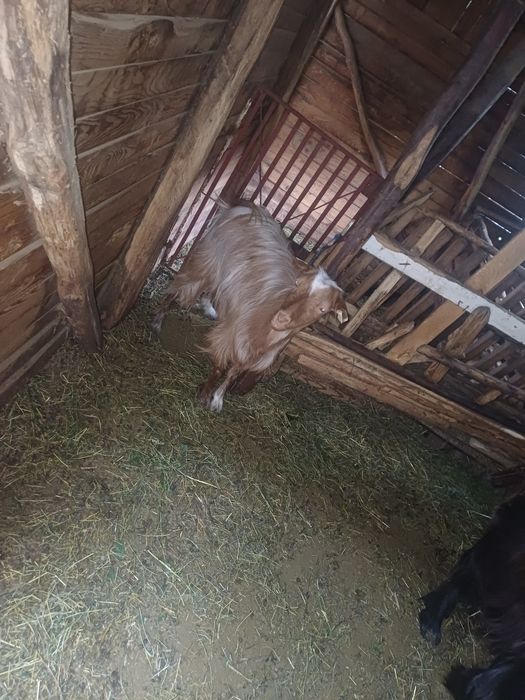 Vand capre bune de lapte