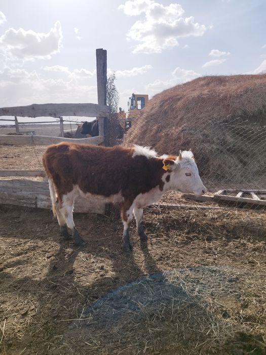 қашарлар сатылады