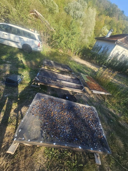Натурални сушени на слънце сини сливи от Еленския Балкан - Карандили
