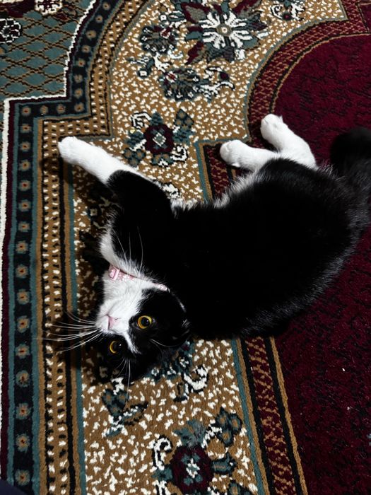 Кошка Scottish fold кошку