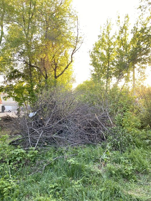 Дрова бесплатно