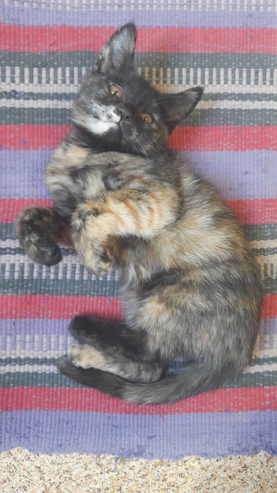 Отдам в Добрые руки. Котенок, девочка. 2,5 месяца. Бесплатно.