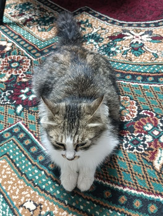 Mushuk zodi Domestic longhair