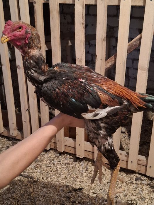 Продам дакан февральский