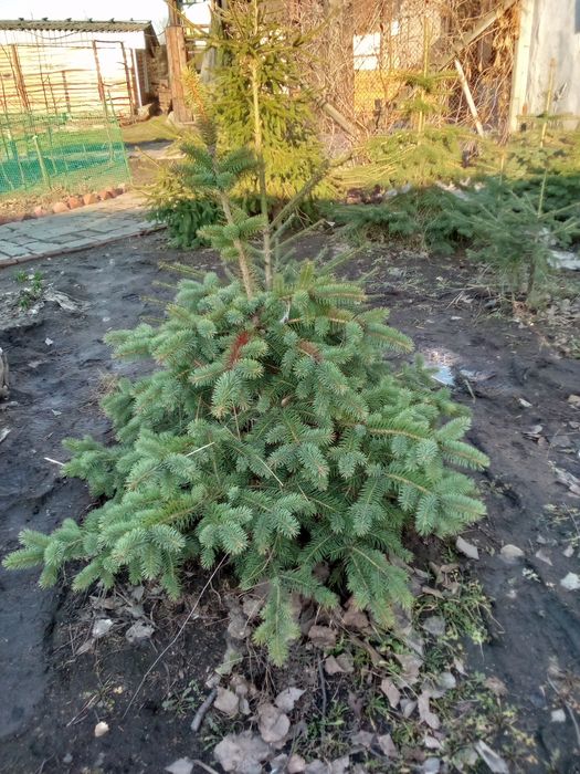 Саженцы лесодекоротивные