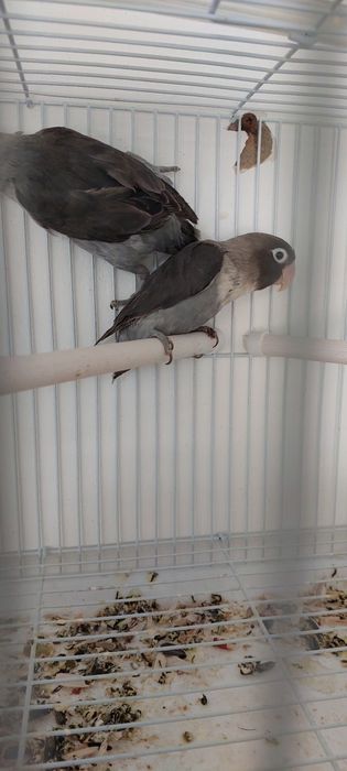 Попугай Неразлучники